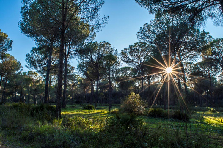Pinares al amanecer